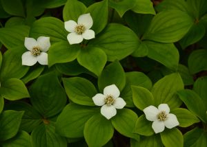 Bunch of Bunchberry Dogwood